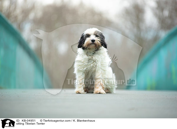 sitzender Tibet-Terrier / sitting Tibetan Terrier / KB-04951