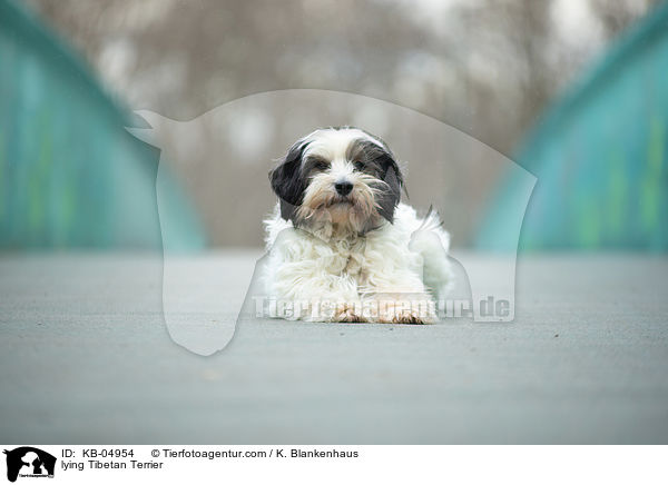 liegender Tibet-Terrier / lying Tibetan Terrier / KB-04954
