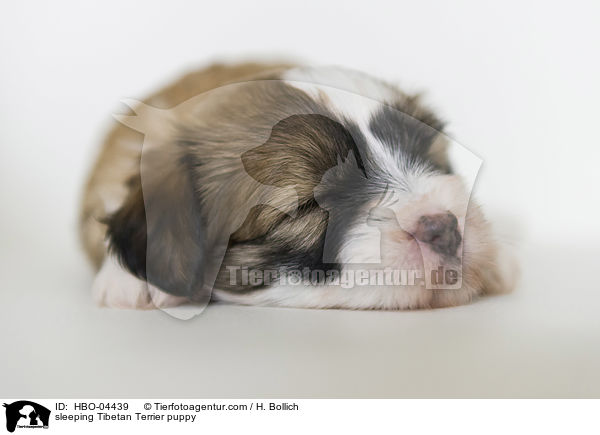 schlafender Tibet Terrier Welpe / sleeping Tibetan Terrier puppy / HBO-04439