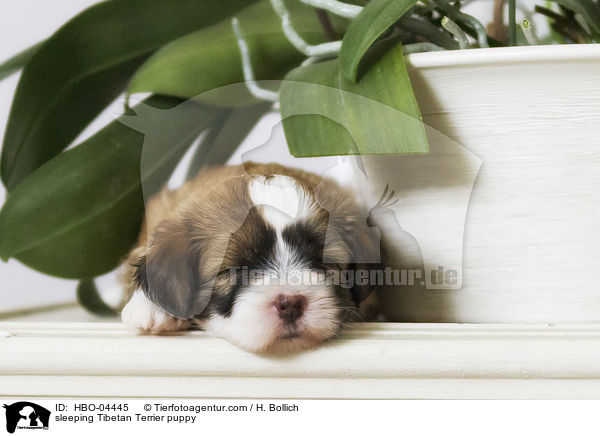 schlafender Tibet Terrier Welpe / sleeping Tibetan Terrier puppy / HBO-04445