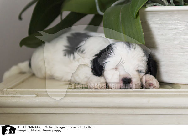 schlafender Tibet Terrier Welpe / sleeping Tibetan Terrier puppy / HBO-04449
