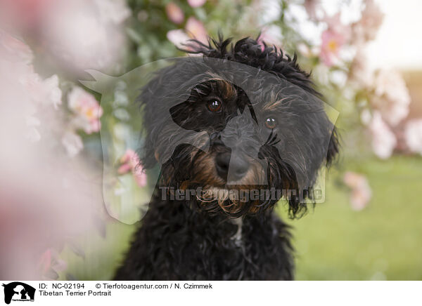 Tibetan Terrier Portrait / NC-02194