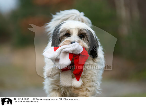 Tibet-Terrier Portrait / Tibetan Terrier Portrait / KB-05661