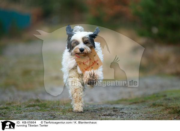 running Tibetan Terrier / KB-05664