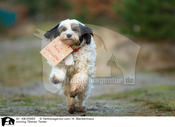 rennender Tibet-Terrier / running Tibetan Terrier / KB-05665