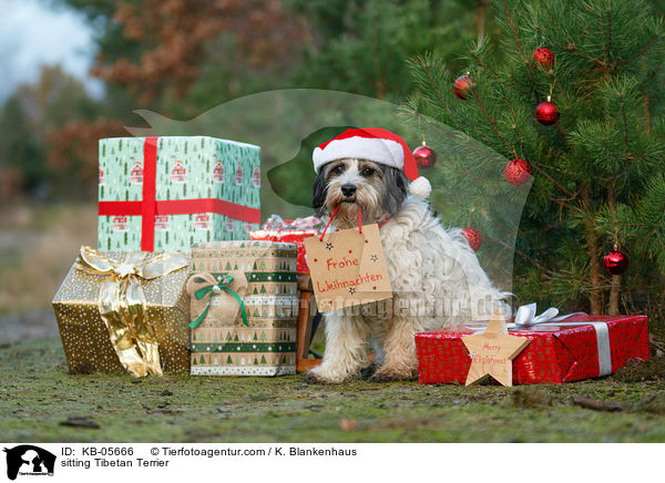 sitzender Tibet-Terrier / sitting Tibetan Terrier / KB-05666