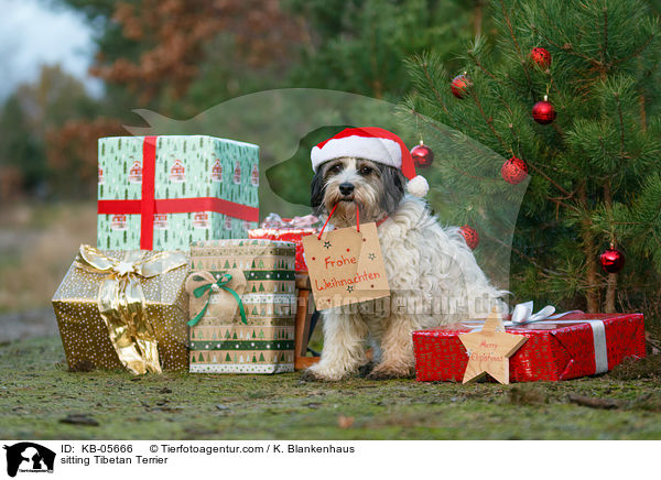 sitting Tibetan Terrier / KB-05666