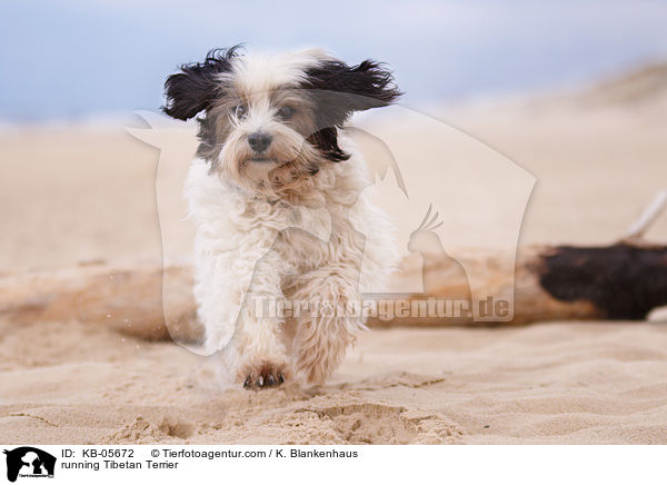 rennender Tibet-Terrier / running Tibetan Terrier / KB-05672