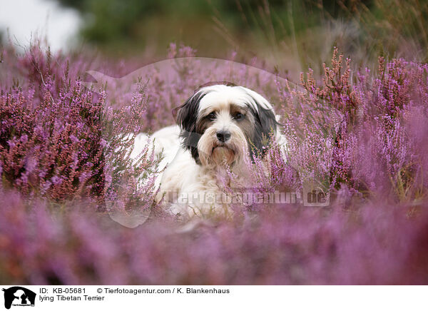 liegender Tibet-Terrier / lying Tibetan Terrier / KB-05681