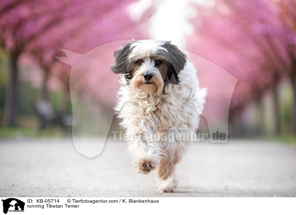 rennender Tibet-Terrier / running Tibetan Terrier / KB-05714