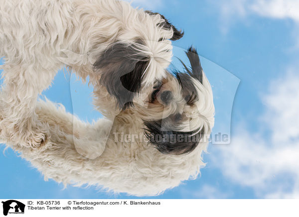 Tibet-Terrier mit Spiegelbild / Tibetan Terrier with reflection / KB-05736