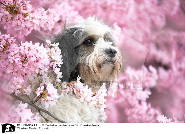 Tibet-Terrier Portrait / Tibetan Terrier Portrait / KB-05741