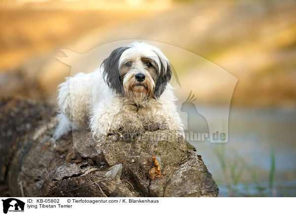 liegender Tibet-Terrier / lying Tibetan Terrier / KB-05802