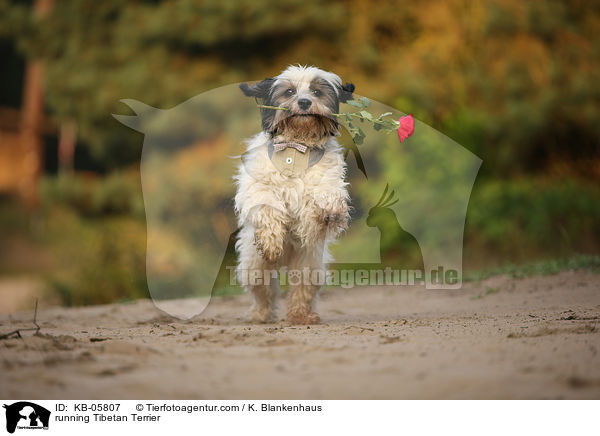 running Tibetan Terrier / KB-05807