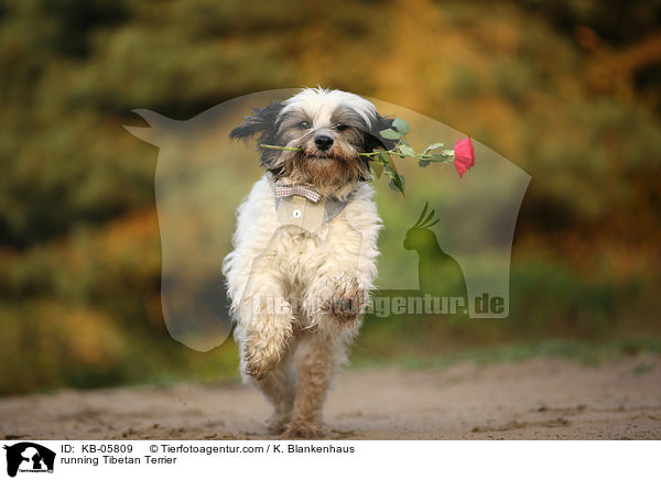 rennender Tibet-Terrier / running Tibetan Terrier / KB-05809