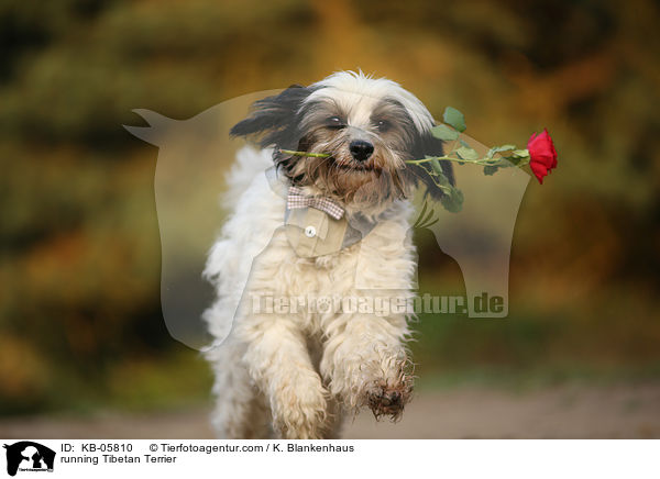 rennender Tibet-Terrier / running Tibetan Terrier / KB-05810