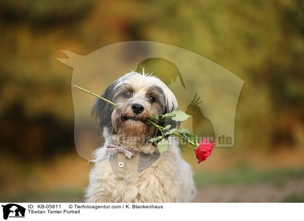 Tibet-Terrier Portrait / Tibetan Terrier Portrait / KB-05811