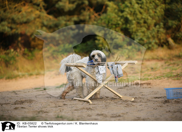 Tibet-Terrier zeigt Trick / Tibetan Terrier shows trick / KB-05822