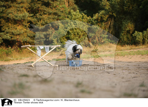 Tibet-Terrier zeigt Trick / Tibetan Terrier shows trick / KB-05823
