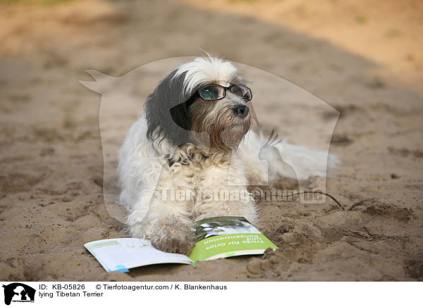 liegender Tibet-Terrier / lying Tibetan Terrier / KB-05826