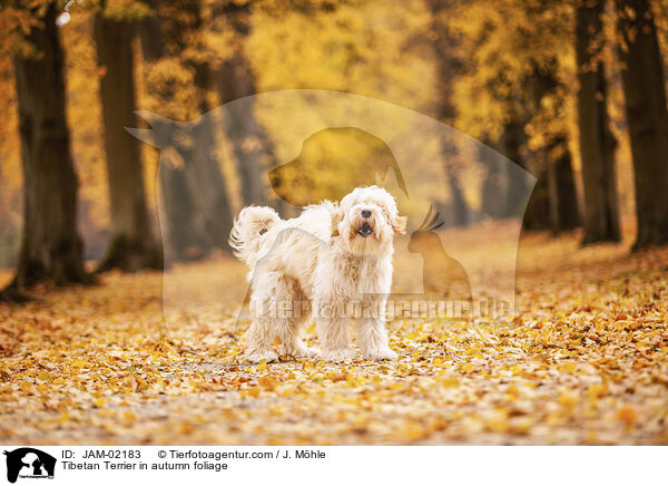 Tibet-Terrier im Herbstlaub / Tibetan Terrier in autumn foliage / JAM-02183