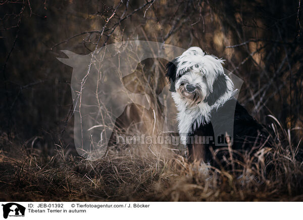 Tibet-Terrier im Herbst / Tibetan Terrier in autumn / JEB-01392
