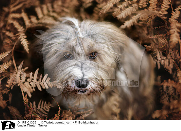 Tibet-Terrier Hndin / female Tibetan Terrier / PB-01322