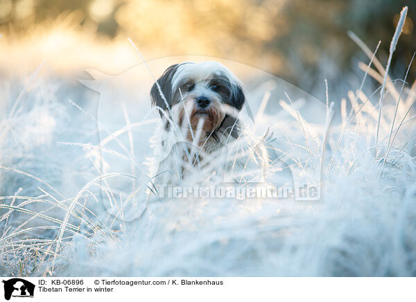 Tibet-Terrier im Winter / Tibetan Terrier in winter / KB-06896