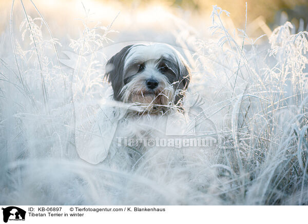 Tibet-Terrier im Winter / Tibetan Terrier in winter / KB-06897