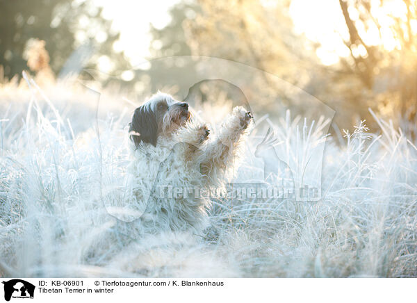 Tibet-Terrier im Winter / Tibetan Terrier in winter / KB-06901