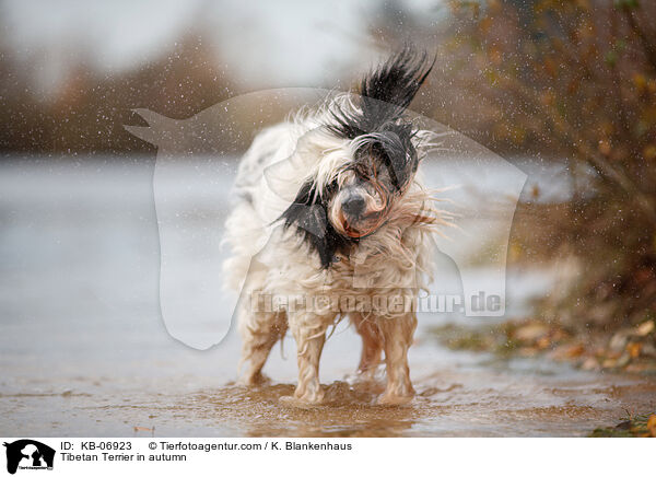 Tibet-Terrier im Herbst / Tibetan Terrier in autumn / KB-06923