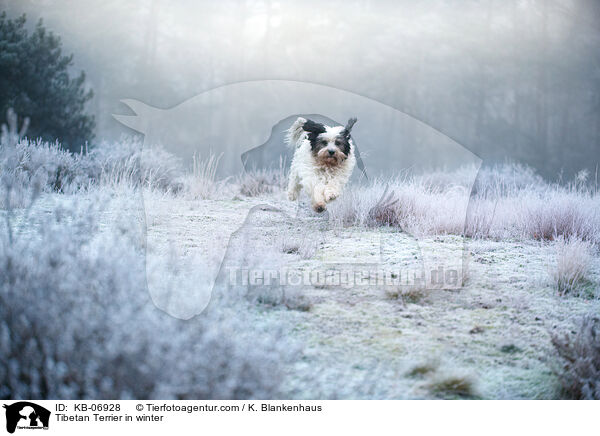Tibet-Terrier im Winter / Tibetan Terrier in winter / KB-06928