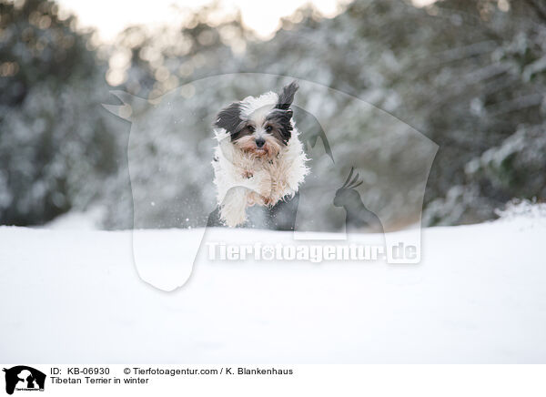 Tibet-Terrier im Winter / Tibetan Terrier in winter / KB-06930