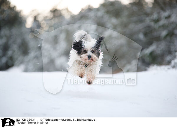 Tibet-Terrier im Winter / Tibetan Terrier in winter / KB-06931