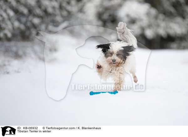 Tibet-Terrier im Winter / Tibetan Terrier in winter / KB-06932