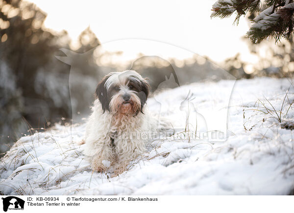 Tibet-Terrier im Winter / Tibetan Terrier in winter / KB-06934