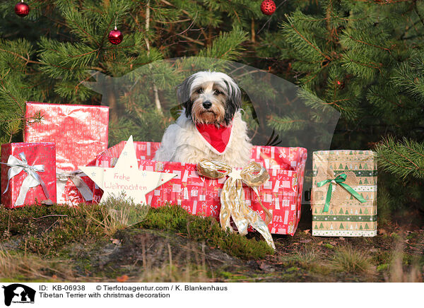 Tibetan Terrier with christmas decoration / KB-06938