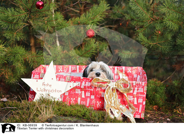 Tibet-Terrier mit Weihnachtsdeko / Tibetan Terrier with christmas decoration / KB-06939
