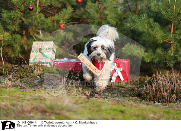 Tibetan Terrier with christmas decoration / KB-06941