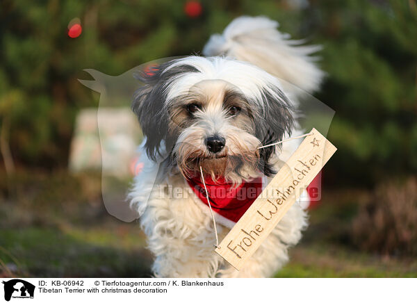 Tibetan Terrier with christmas decoration / KB-06942