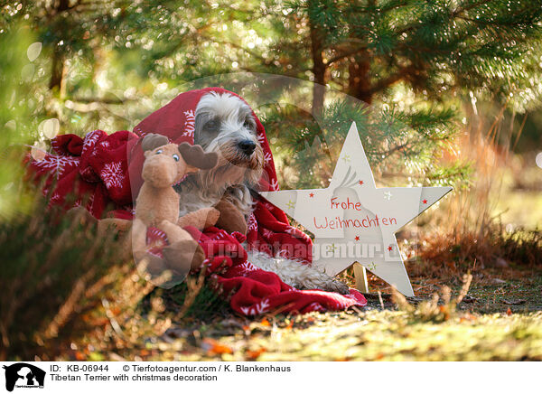 Tibetan Terrier with christmas decoration / KB-06944