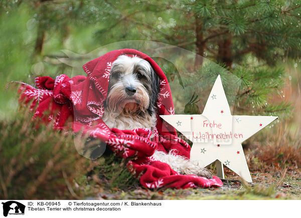 Tibetan Terrier with christmas decoration / KB-06945