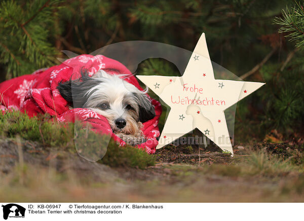 Tibet-Terrier mit Weihnachtsdeko / Tibetan Terrier with christmas decoration / KB-06947