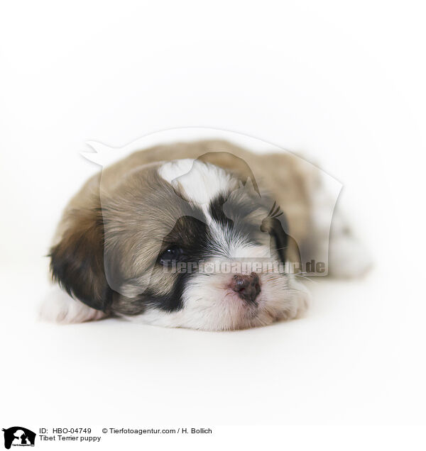 Tibet Terrier Welpe / Tibet Terrier puppy / HBO-04749