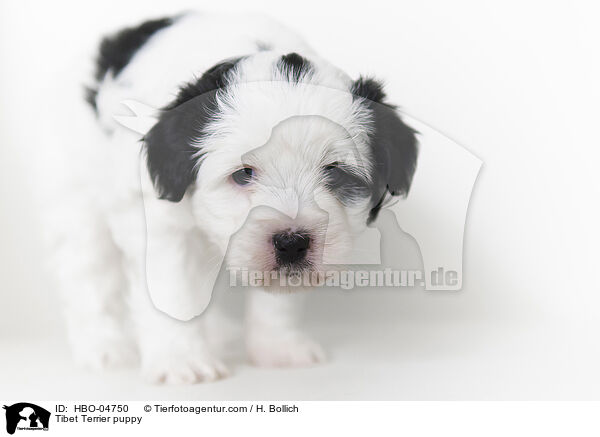 Tibet Terrier Welpe / Tibet Terrier puppy / HBO-04750