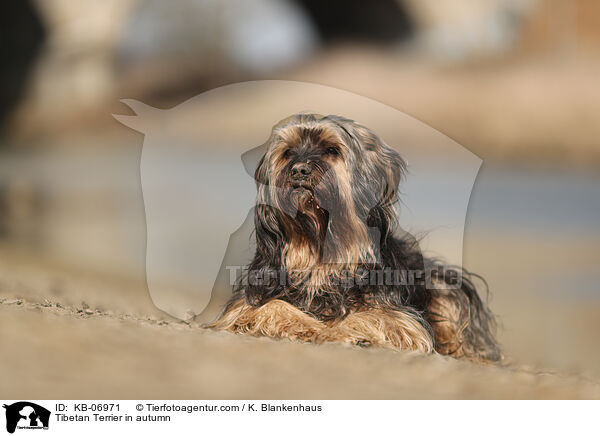 Tibet-Terrier im Herbst / Tibetan Terrier in autumn / KB-06971