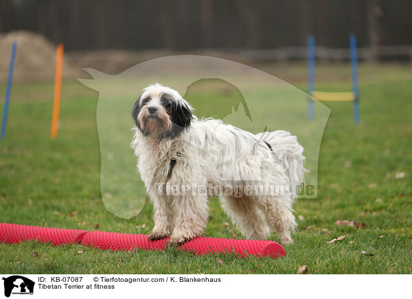 Tibet-Terrier beim Fitness / Tibetan Terrier at fitness / KB-07087