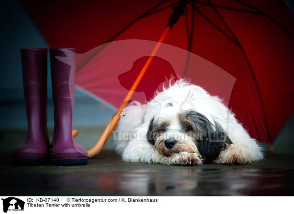 Tibet-Terrier mit Regenschirm / Tibetan Terrier with umbrella / KB-07140