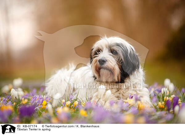 Tibet-Terrier im Frhling / Tibetan Terrier in spring / KB-07174