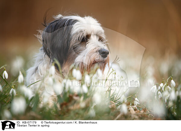 Tibet-Terrier im Frhling / Tibetan Terrier in spring / KB-07179